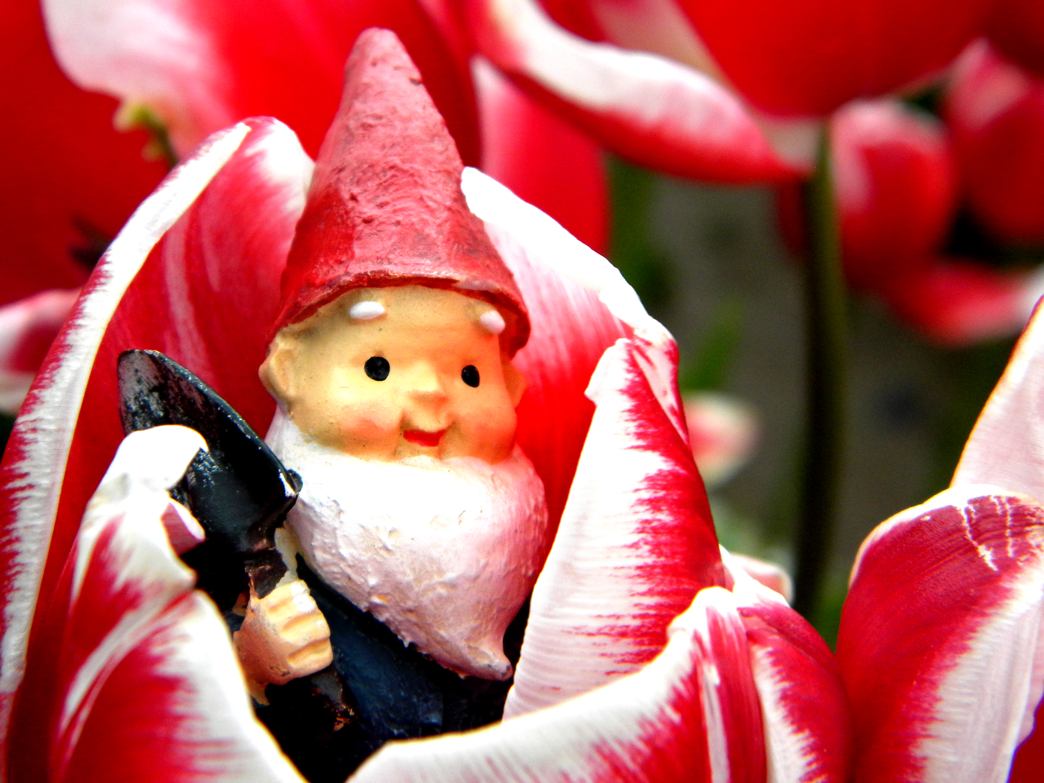 Gnome Blossom